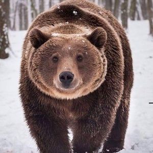 Meet your Posher, Hope